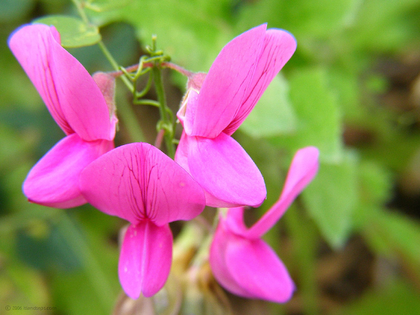 P5060447