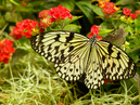 P4110081