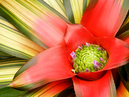 bromelid